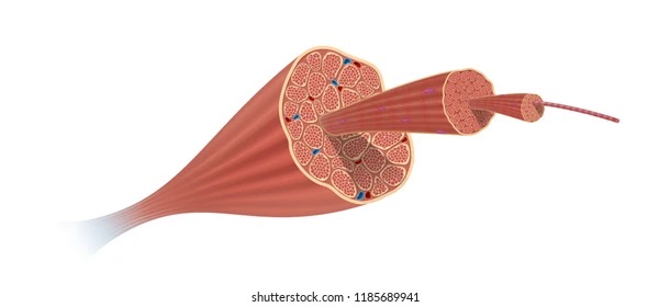 Muscle fiber
